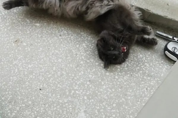 VET plus Veteriner Polikliniği 7/24 Acil - Resim 10