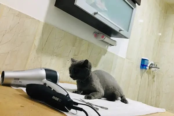 VET plus Veteriner Polikliniği 7/24 Acil - Resim 6