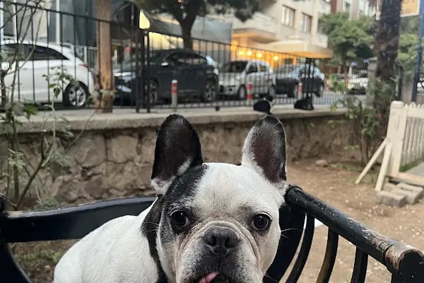 Umut veteriner kliniği - Resim 5