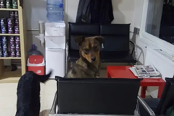 Umut veteriner kliniği - Resim 11