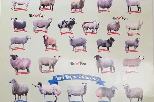 EFE Veteriner Kliniği - Resim 4