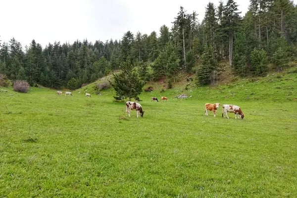 Obruk Şelalesi Tabiat Parkı - Resim 18