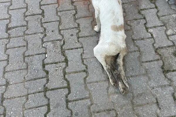 İzmir Büyükşehir Belediye Başkanlığı Veteriner Kliniği Çevre Koruma ve Kontrol Daire Başkanlığı - Resim 5