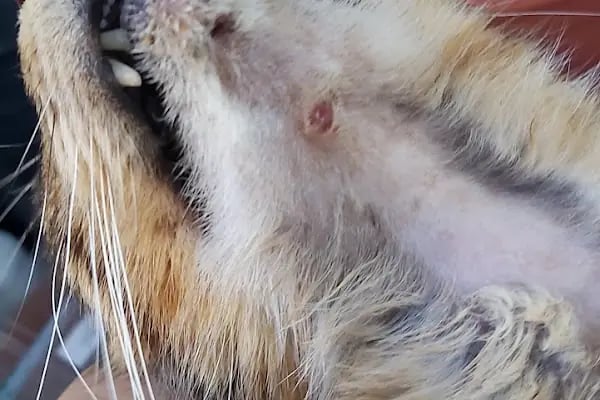 İzmir Büyükşehir Belediye Başkanlığı Veteriner Kliniği Çevre Koruma ve Kontrol Daire Başkanlığı - Resim 11