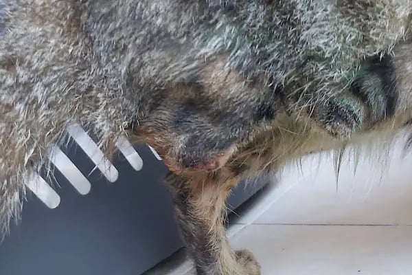 İzmir Büyükşehir Belediye Başkanlığı Veteriner Kliniği Çevre Koruma ve Kontrol Daire Başkanlığı - Resim 2