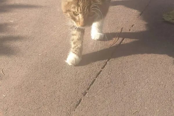 İzmir Büyükşehir Belediye Başkanlığı Veteriner Kliniği Çevre Koruma ve Kontrol Daire Başkanlığı - Resim 13
