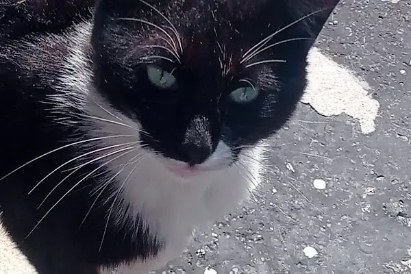 İzmir Büyükşehir Belediye Başkanlığı Veteriner Kliniği Çevre Koruma ve Kontrol Daire Başkanlığı - Resim 3