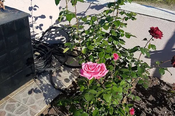 Dostlar Sitesi - Resim 16