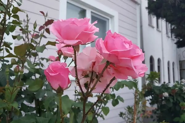 Dostlar Sitesi - Resim 4
