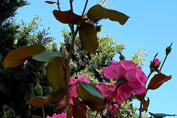 Dostlar Sitesi - Resim 9