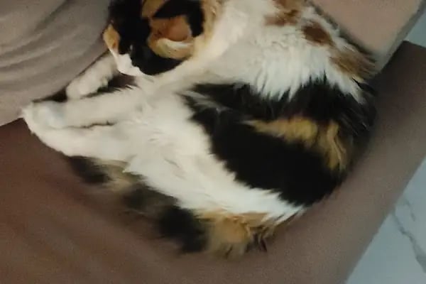 Nilly Sakarya Veteriner Kliniği - Serdivan Veteriner Kliniği - Resim 13