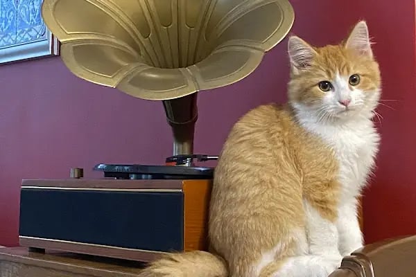 Nilly Sakarya Veteriner Kliniği - Serdivan Veteriner Kliniği - Resim 3