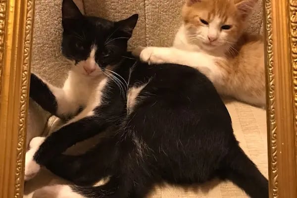 Nilly Sakarya Veteriner Kliniği - Serdivan Veteriner Kliniği - Resim 4