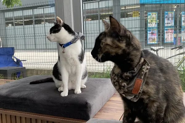 Nilly Sakarya Veteriner Kliniği - Serdivan Veteriner Kliniği - Resim 7