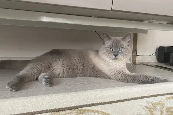 Nilly Sakarya Veteriner Kliniği - Serdivan Veteriner Kliniği - Resim 8