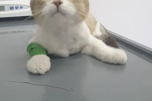 Nilly Sakarya Veteriner Kliniği - Serdivan Veteriner Kliniği - Resim 15