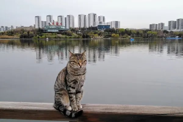 Göksu Parkı Açık Hava Tiyatrosu - Resim 10