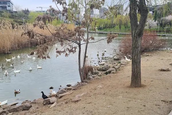 Göksu Parkı Açık Hava Tiyatrosu - Resim 19