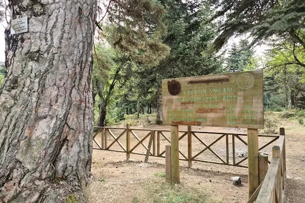 Karagöl Yaylası - Resim 9