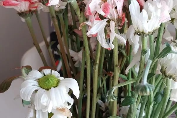 PREMİUM FLOWERS ÇİÇEKÇİLİK VE HEDİYELİK EŞYA - Resim 7