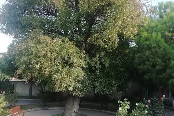 BÂLÂ SÜLEYMAN AĞA CÂMİİ - Resim 9