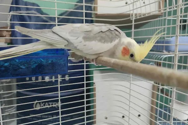 Gagalı Petshop - Resim 6