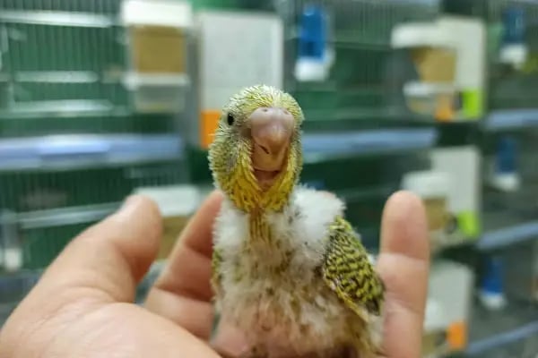 Gagalı Petshop - Resim 3