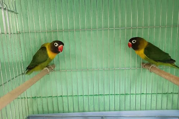 Gagalı Petshop - Resim 5