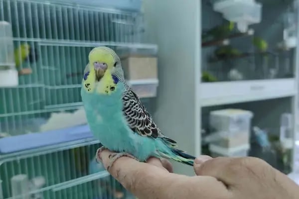 Gagalı Petshop - Resim 4