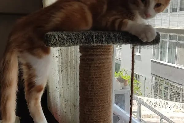 Vetsa Veteriner Kliniği - Resim 7