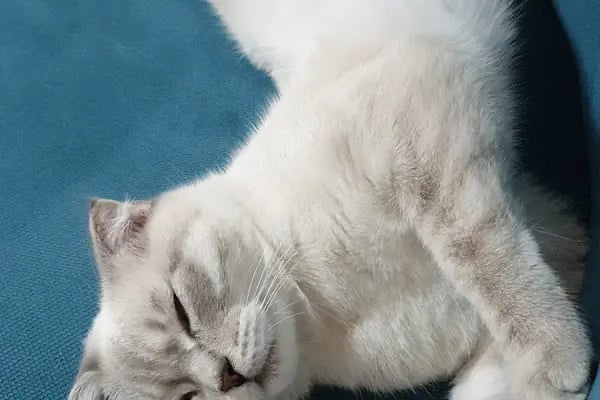 Vetsa Veteriner Kliniği - Resim 4