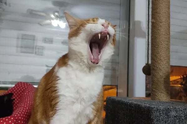Vetsa Veteriner Kliniği - Resim 6