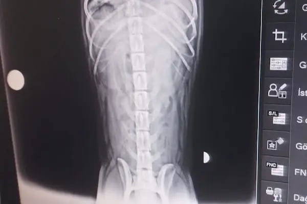 Vetsa Veteriner Kliniği - Resim 5