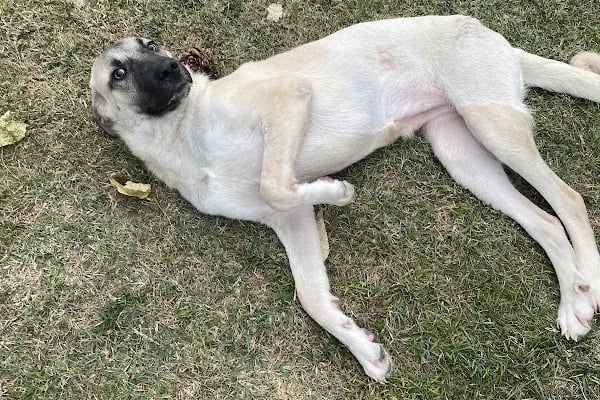 Zeytinburnu Veteriner Kliniği - Resim 3