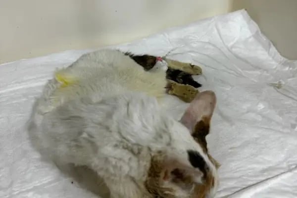 Zeytinburnu Veteriner Kliniği - Resim 14