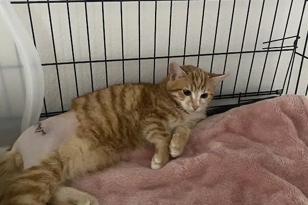 Zeytinburnu Veteriner Kliniği - Resim 19