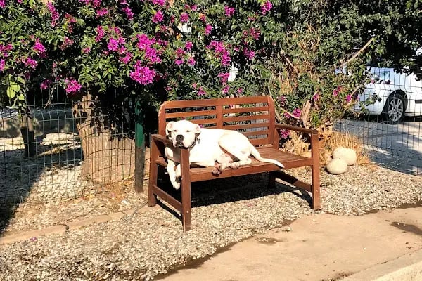 Bodrum Terapi Veteriner Polikliniği - Resim 8