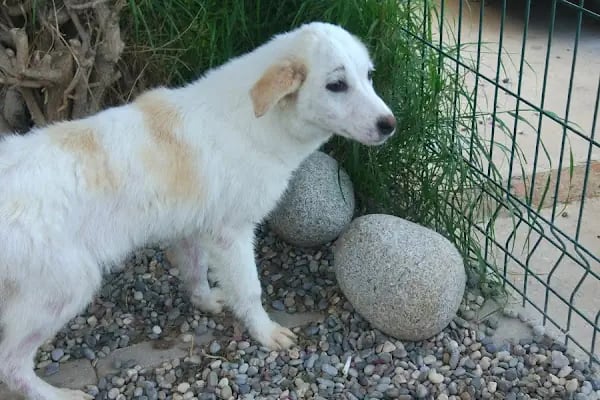 Bodrum Terapi Veteriner Polikliniği - Resim 19