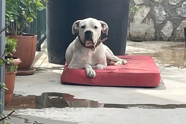 Bodrum Terapi Veteriner Polikliniği - Resim 6