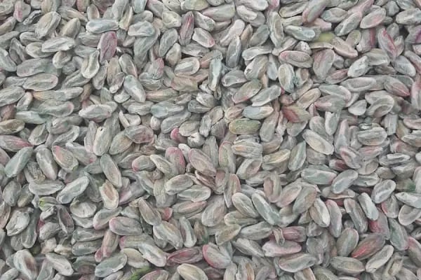 Osmanoğulları Ticaret ( Fıstık ) - Nizip - Resim 3