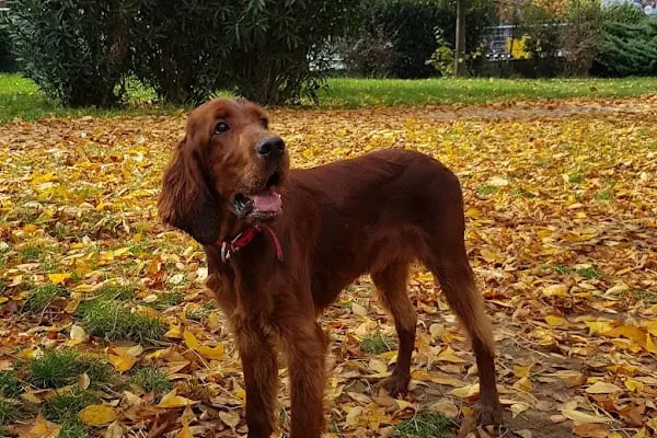 Ataşehir Köpek Parkı - Resim 10