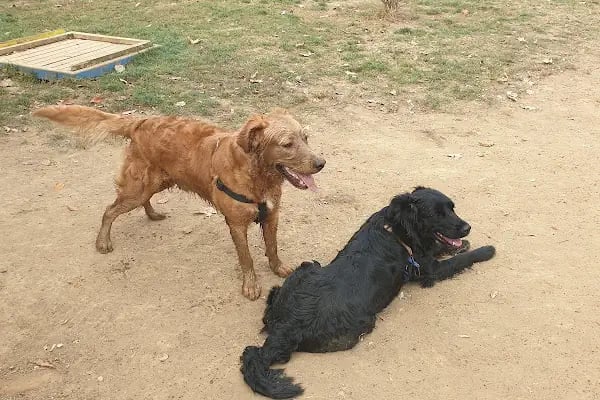 Ataşehir Köpek Parkı - Resim 11