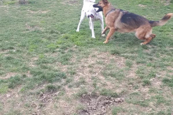 Ataşehir Köpek Parkı - Resim 8