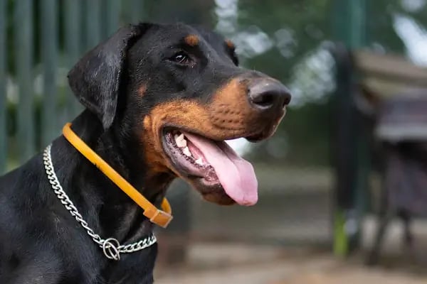 Ataşehir Köpek Parkı - Resim 16