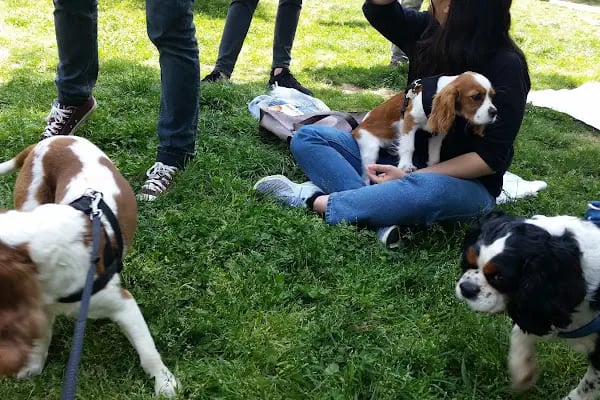Ataşehir Köpek Parkı - Resim 20