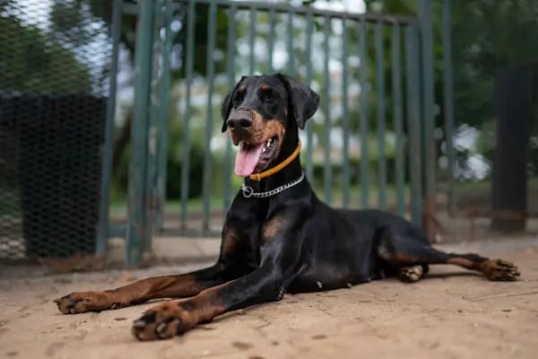 Ataşehir Köpek Parkı - Resim 3