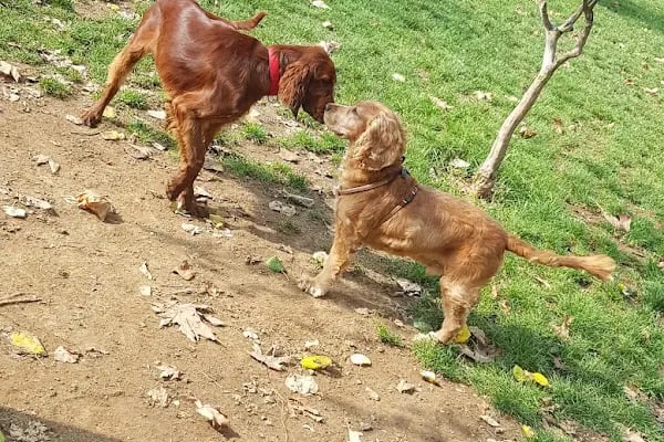 Ataşehir Köpek Parkı - Resim 19