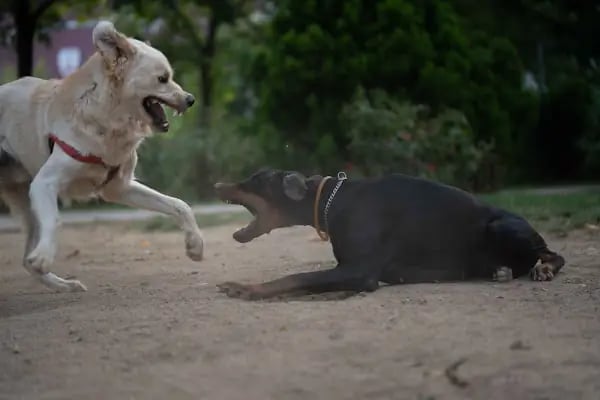 Ataşehir Köpek Parkı - Resim 5