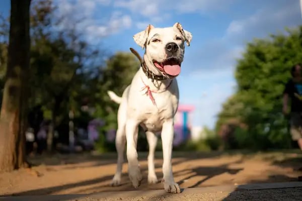 Ataşehir Köpek Parkı - Resim 14