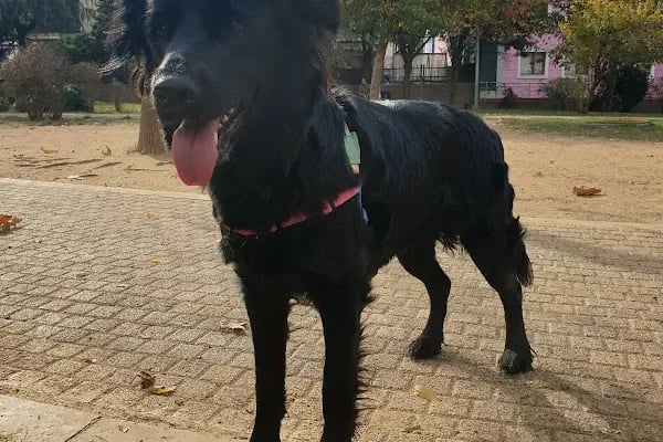 Ataşehir Köpek Parkı - Resim 4